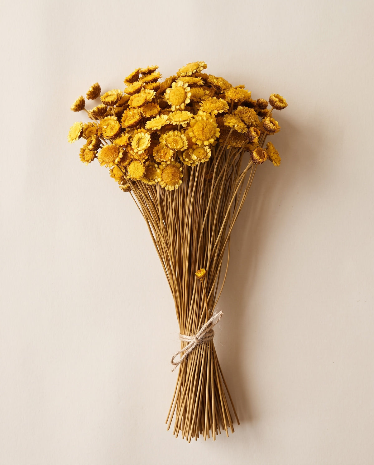 Margaret seca ocre
