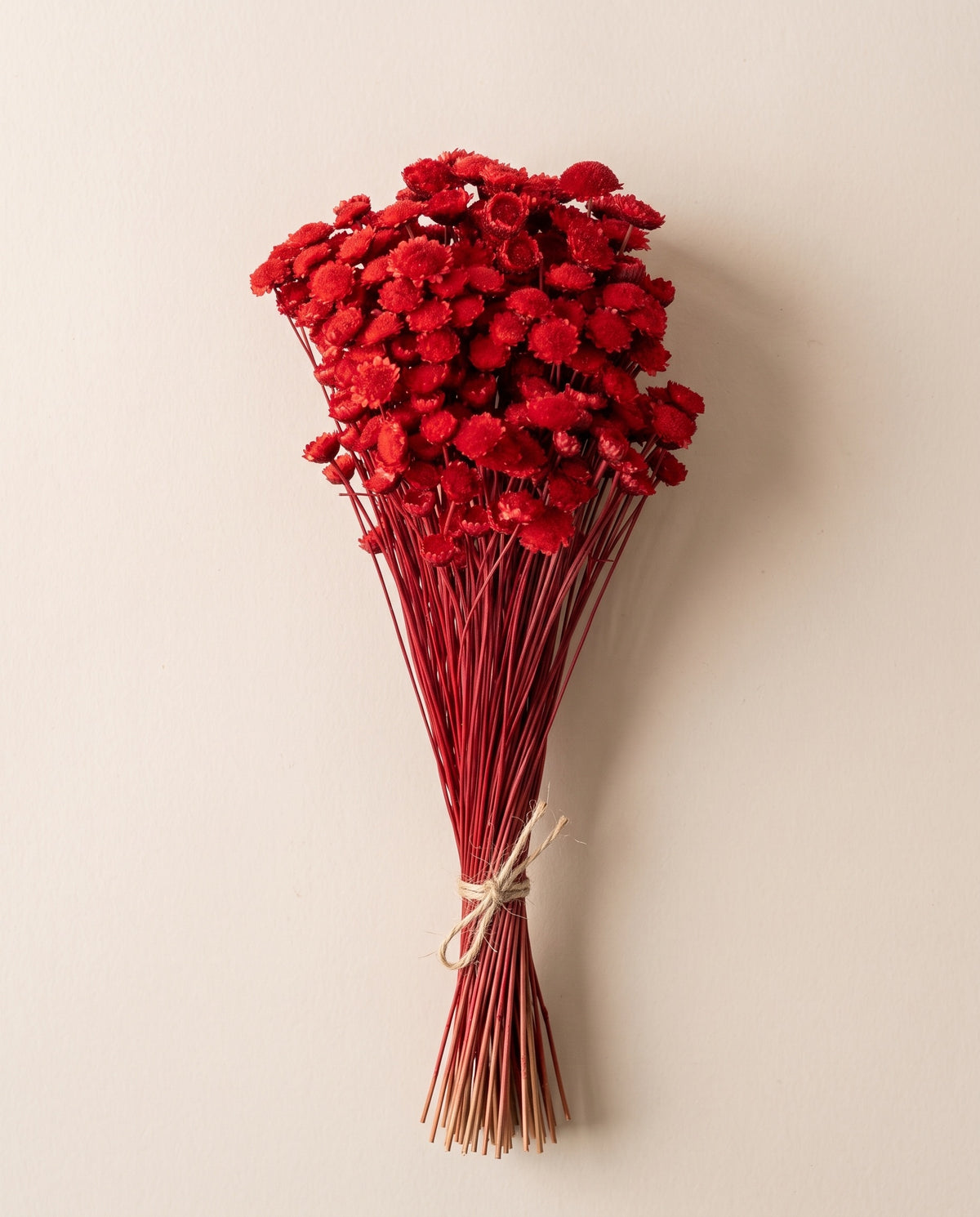 Margaret seca roja