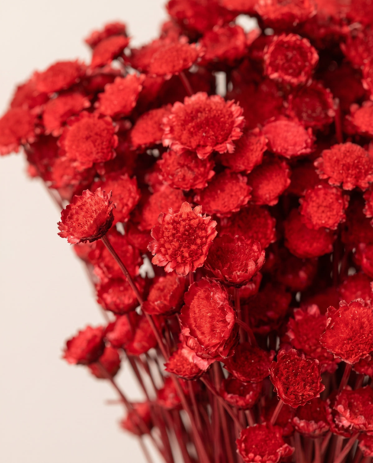 Detalle de cerca de margaret seca roja.