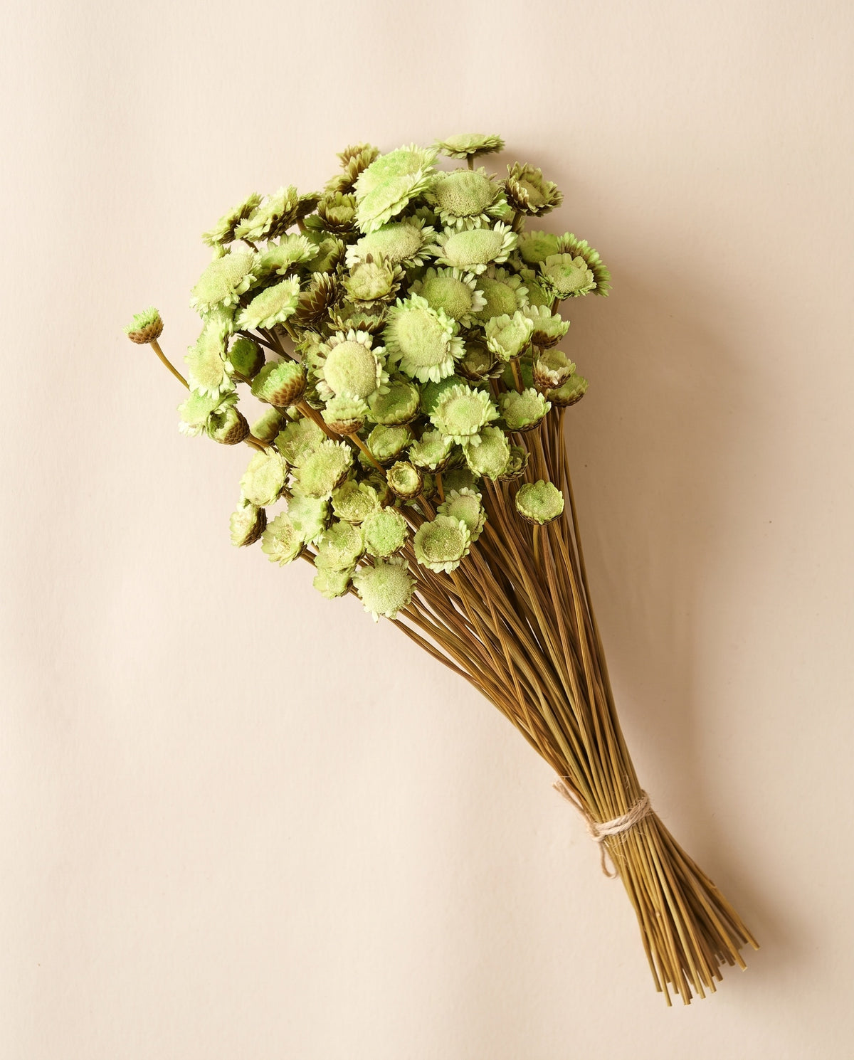 Margaret seca verde pistacho