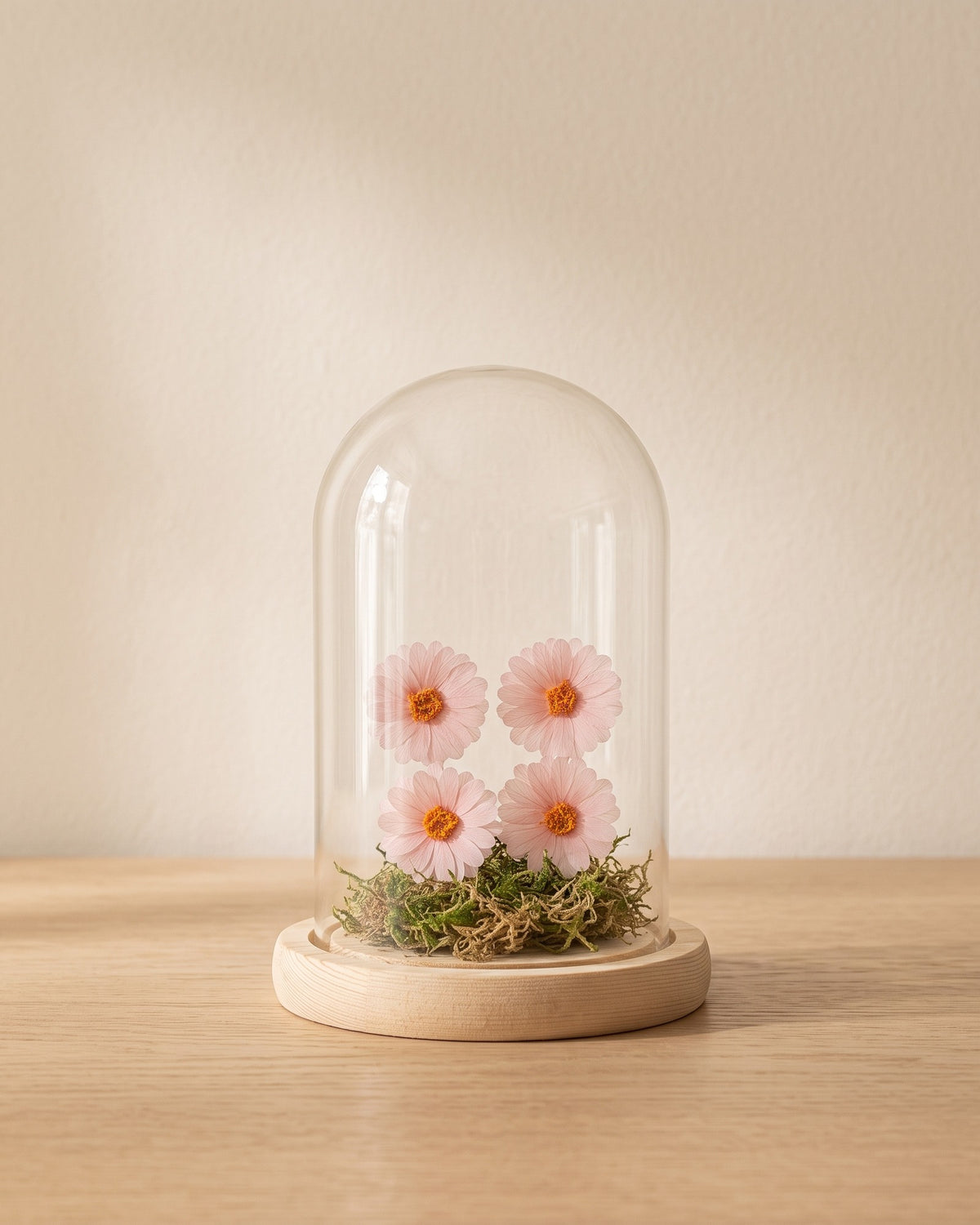 Margaritas preservadas rosa clara en una cúpula, ambientadas. Cúpula no incluida.