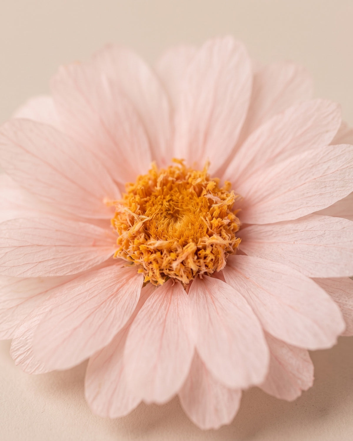 Detalle de los pétalos de una margarita preservada rosa clara