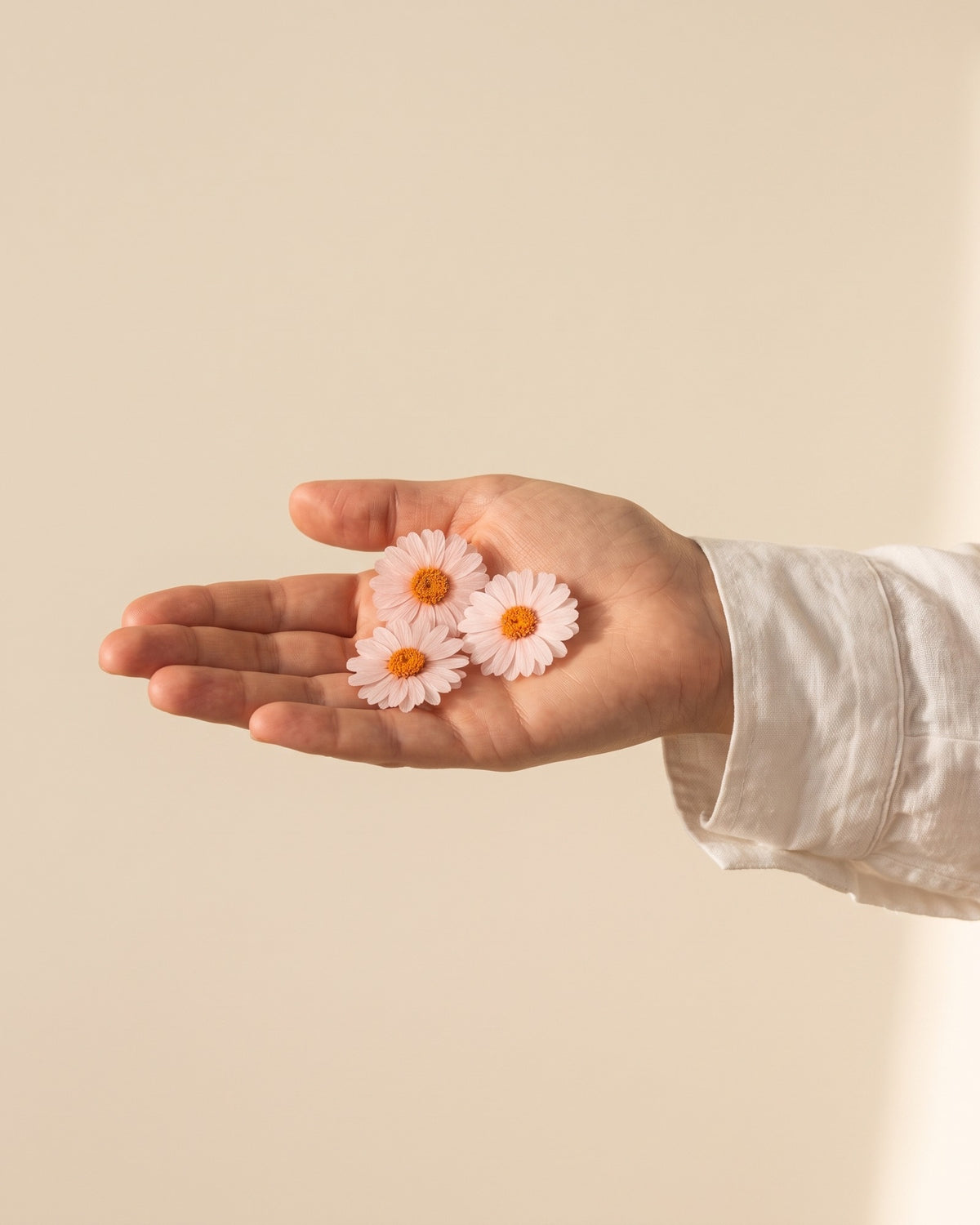 Margaritas preservadas rosa clara, unas cabezas en la palma de la mano para ver su tamaño real