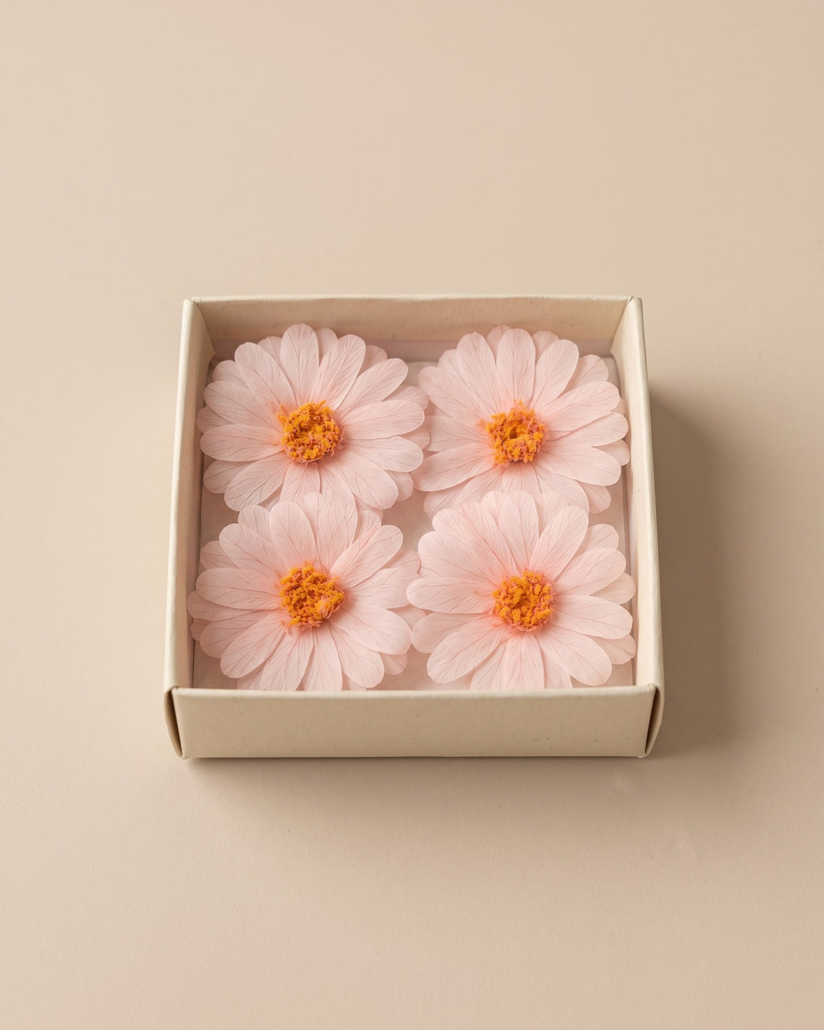 Margaritas preservadas rosa clara, cabezas en una caja abierta