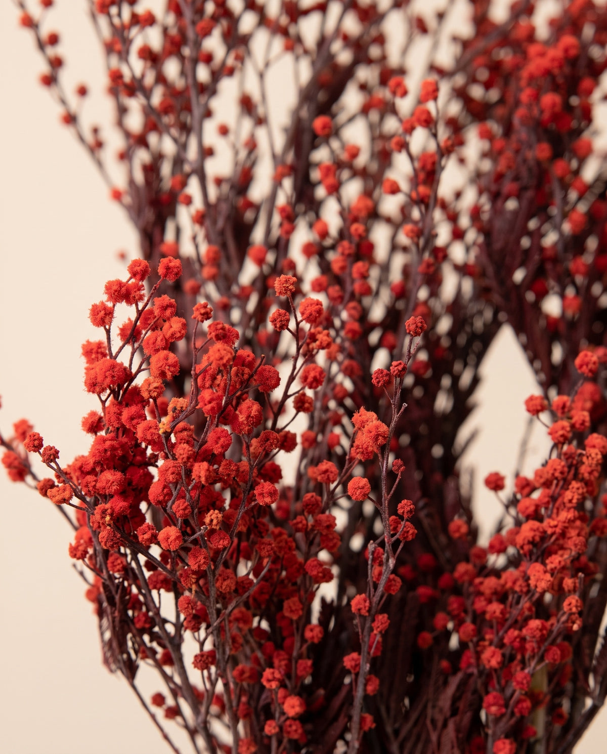 Detalhe de perto de mimosa preservada vermelha.