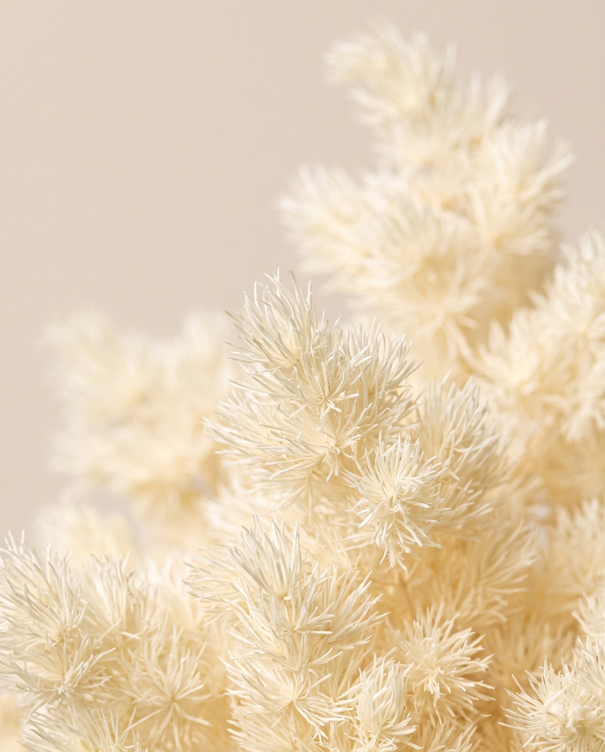 Detalle de cerca de miroclaudio preservado blanco
