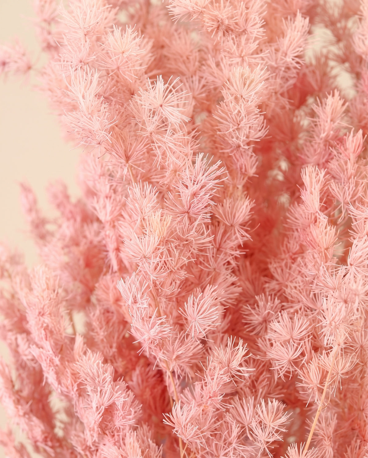 Detalle de cerca de miroclaudio preservado rosa claro