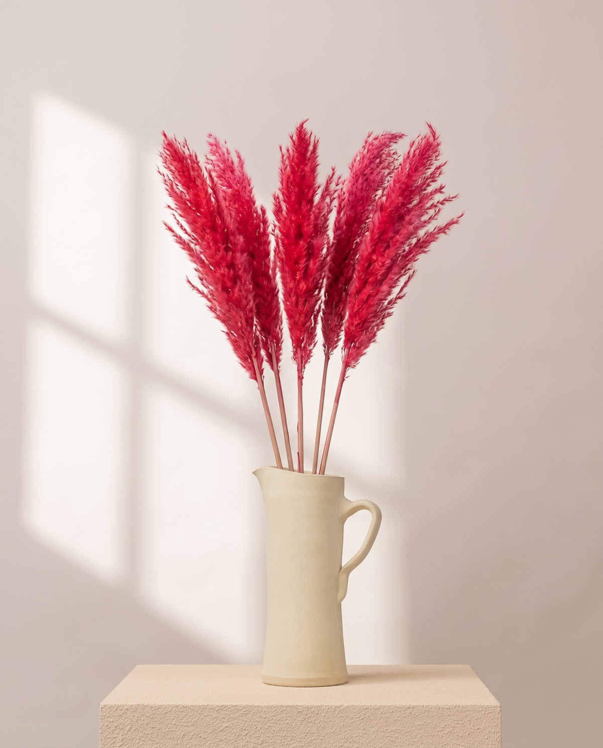 Miscanthus seco fucsia en una jarra de cerámica crema. Jarra no incluida.