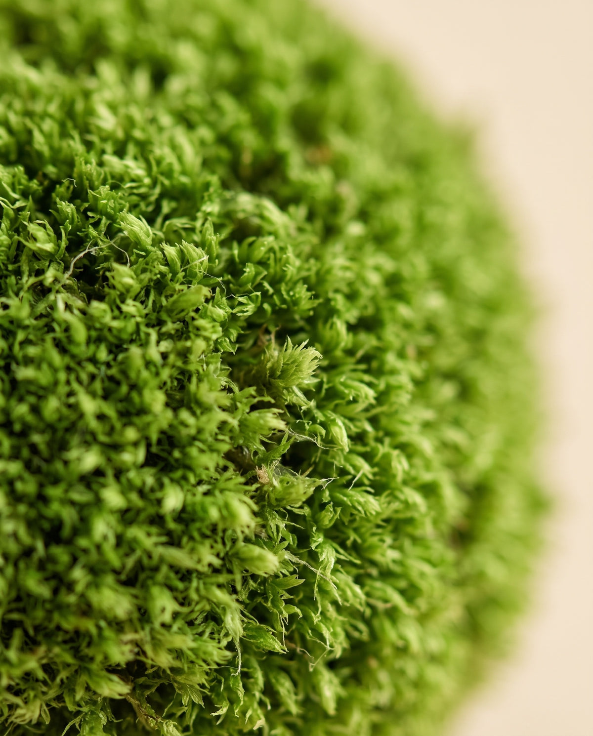 Detalle de cerca de la textura de musgo Bola Mini preservado verde.