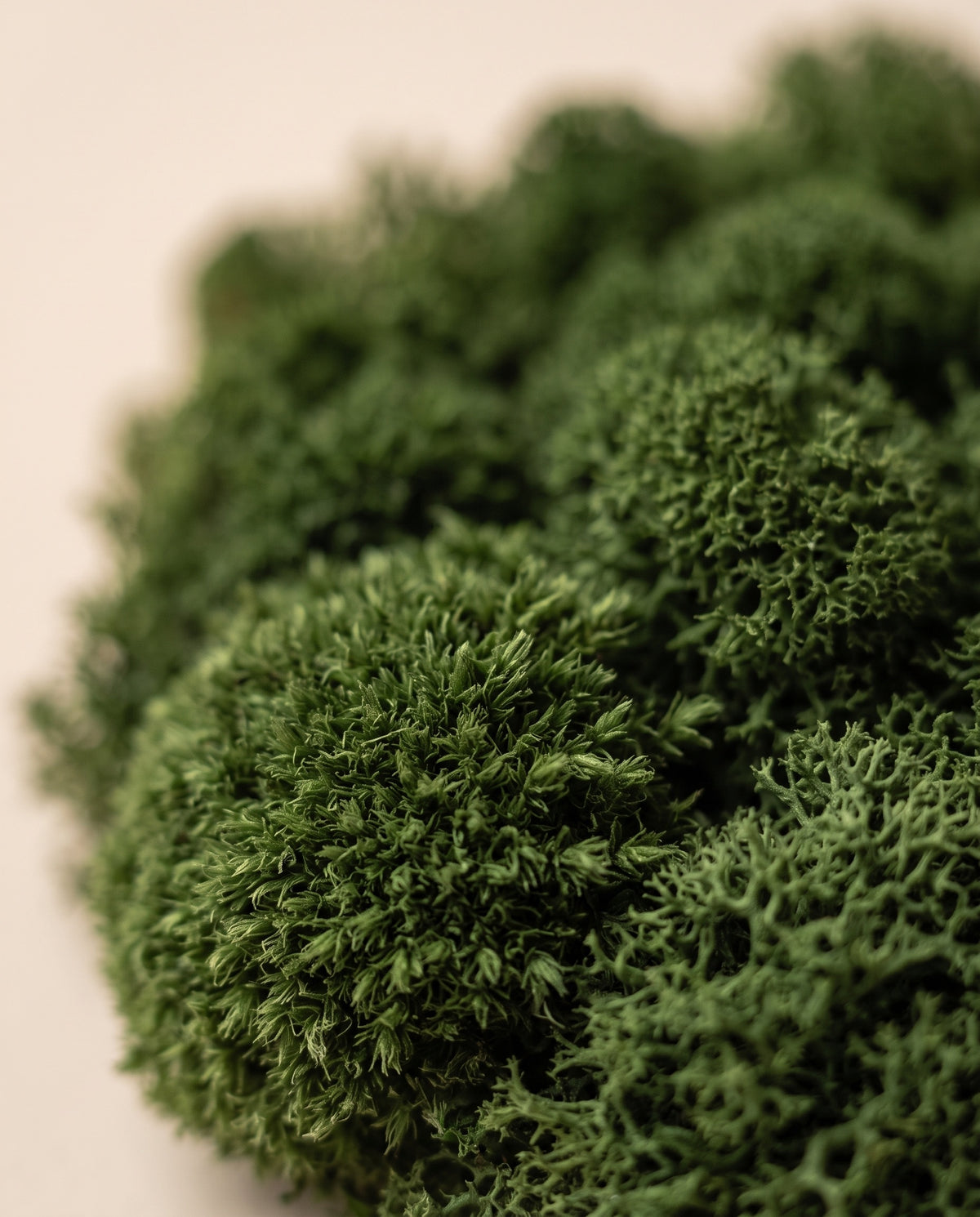 Detalle de cerca de la textura de musgo Bola Mini preservado verde oscuro.