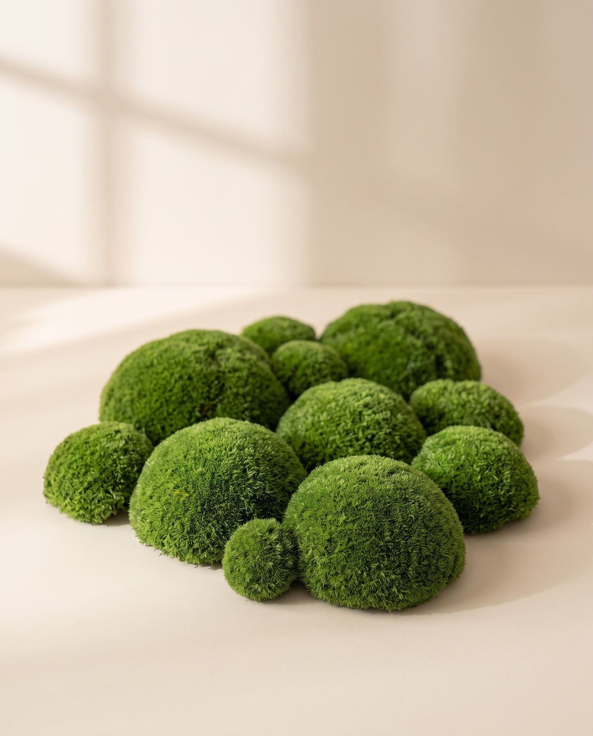 Musgo Bola Mini preservado verde, visto de cima sobre fundo creme.