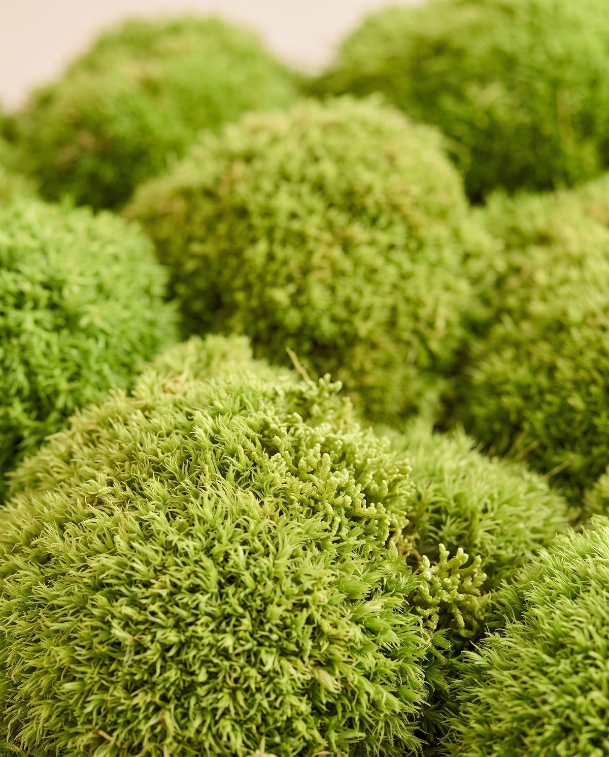 Detalle de cerca de la textura de musgo Bola preservado verde.