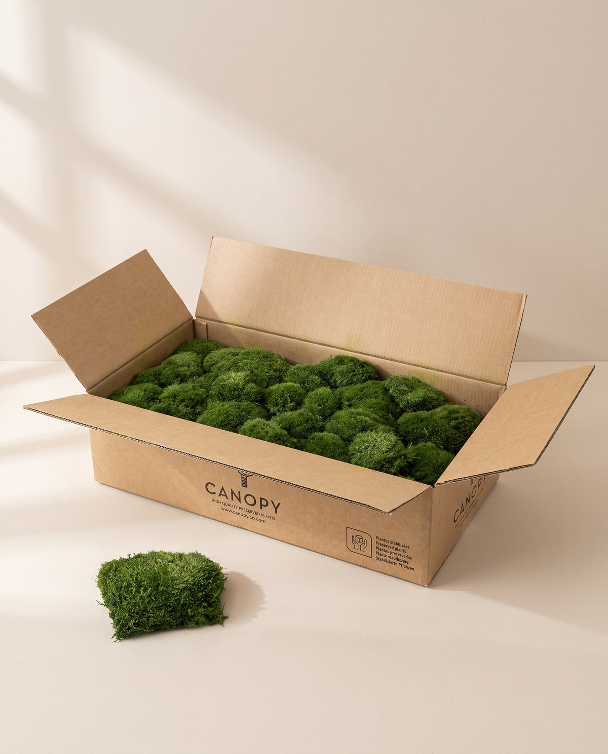 Caja de musgo Bola preservado verde oscuro, tal como se entrega.