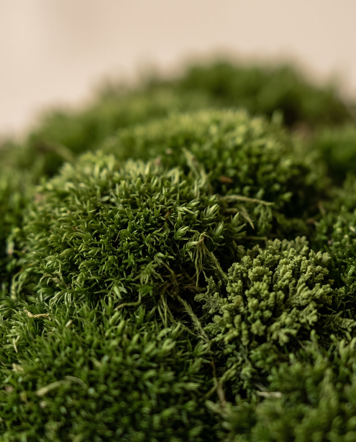 Detalle de cerca de la textura de musgo Bola preservado verde oscuro.