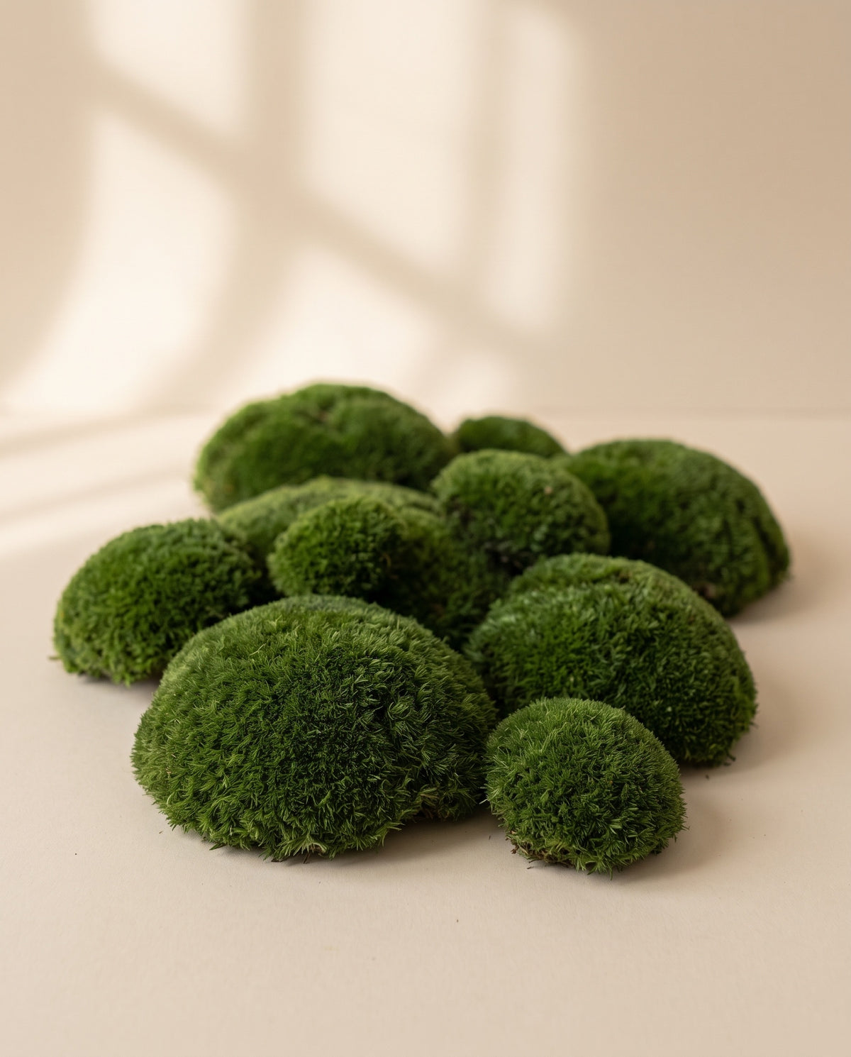 Musgo Bola preservado verde oscuro, visto desde arriba sobre fondo crema.