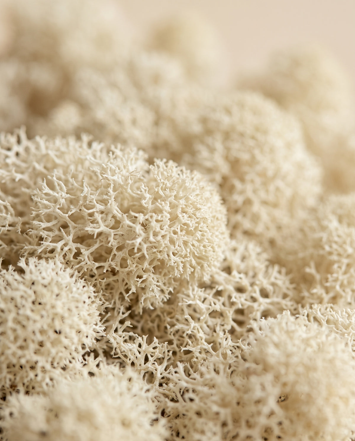 Detalle de cerca de la textura de musgo finlandés preservado blanco.