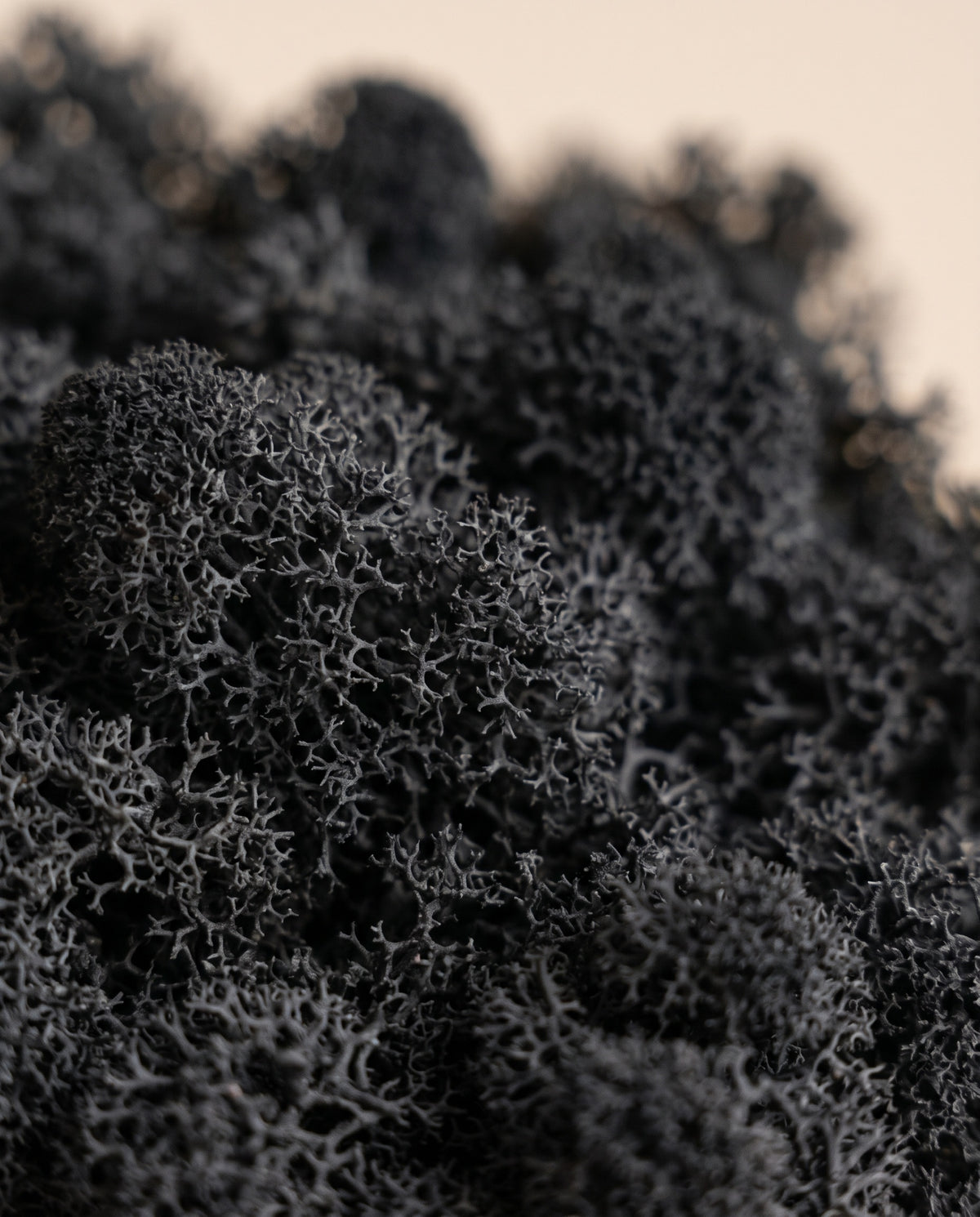 Detalle de cerca de la textura de musgo finlandés preservado negro.