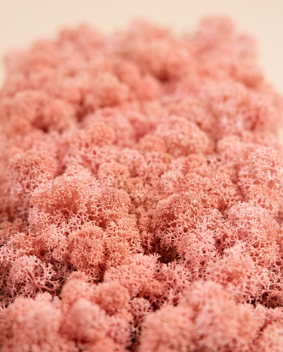 Detalle de cerca de la textura de musgo finlandés preservado rosa claro.