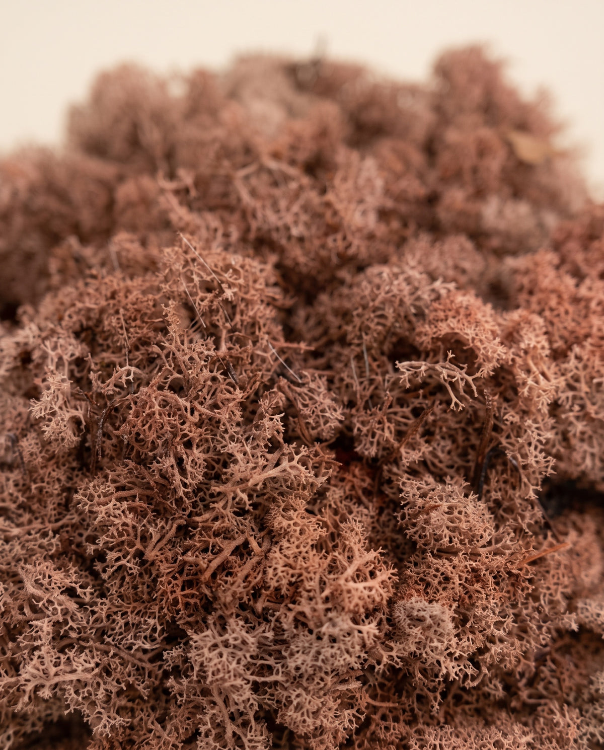 Detalle de cerca de la textura de musgo finlandés preservado rosa empolvado.