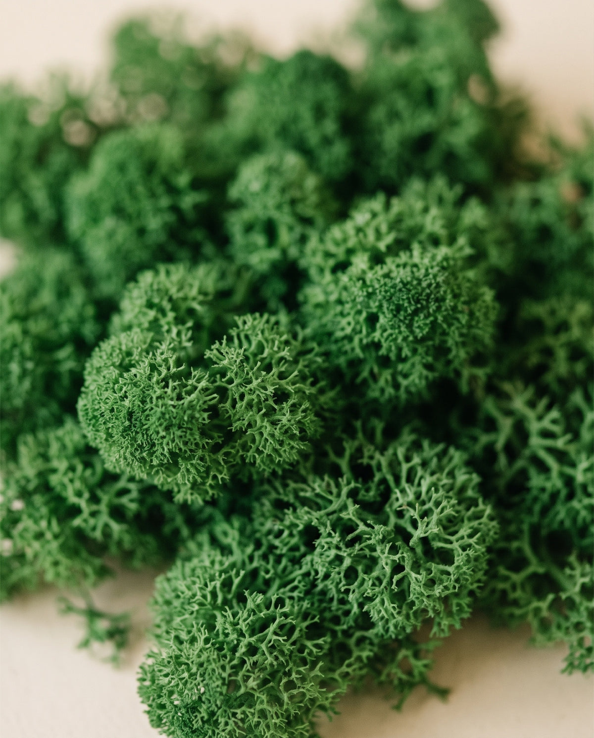 Detalle de cerca de la textura de musgo finlandés preservado verde.