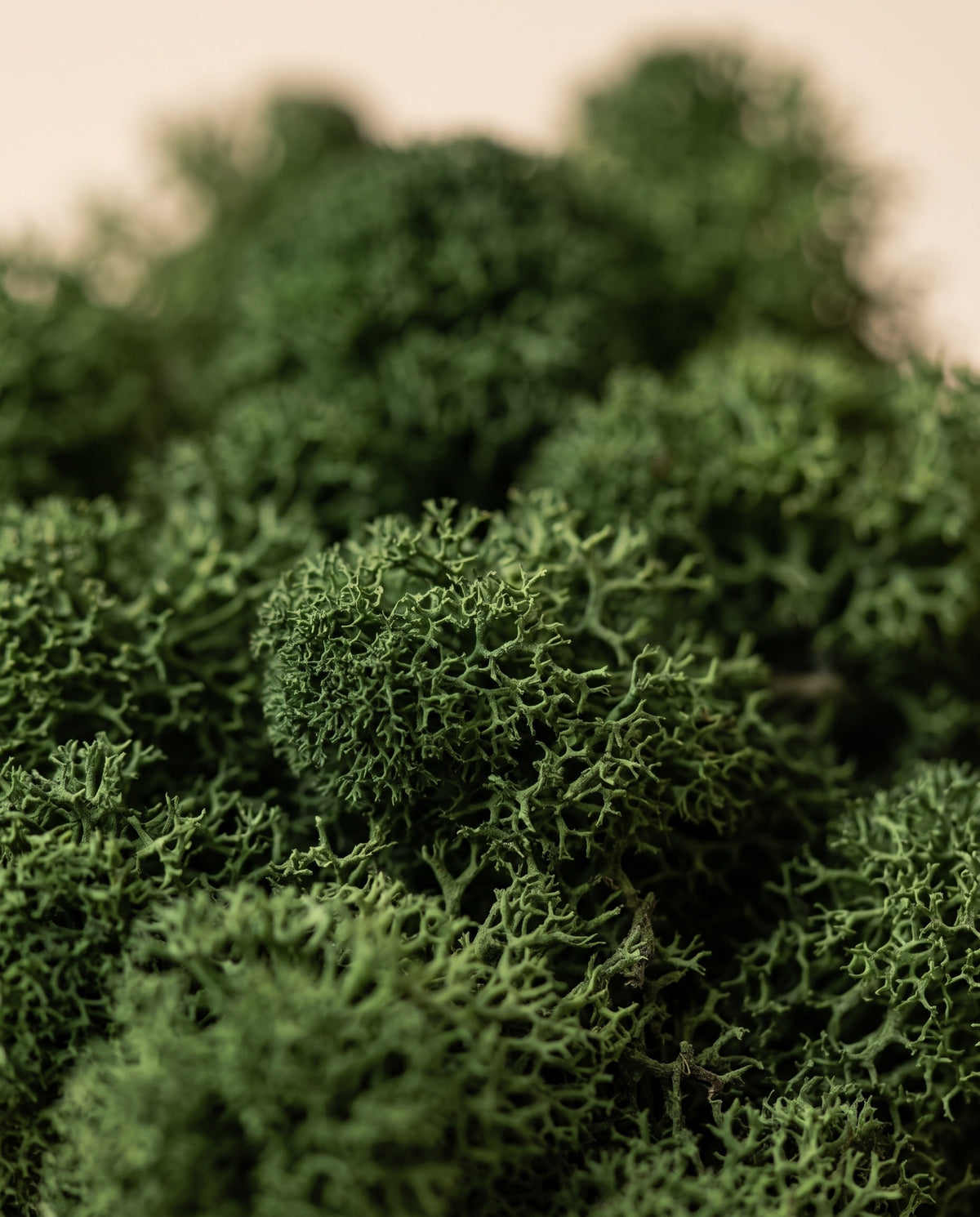 Detalle de cerca de la textura de musgo finlandés preservado verde oscuro.
