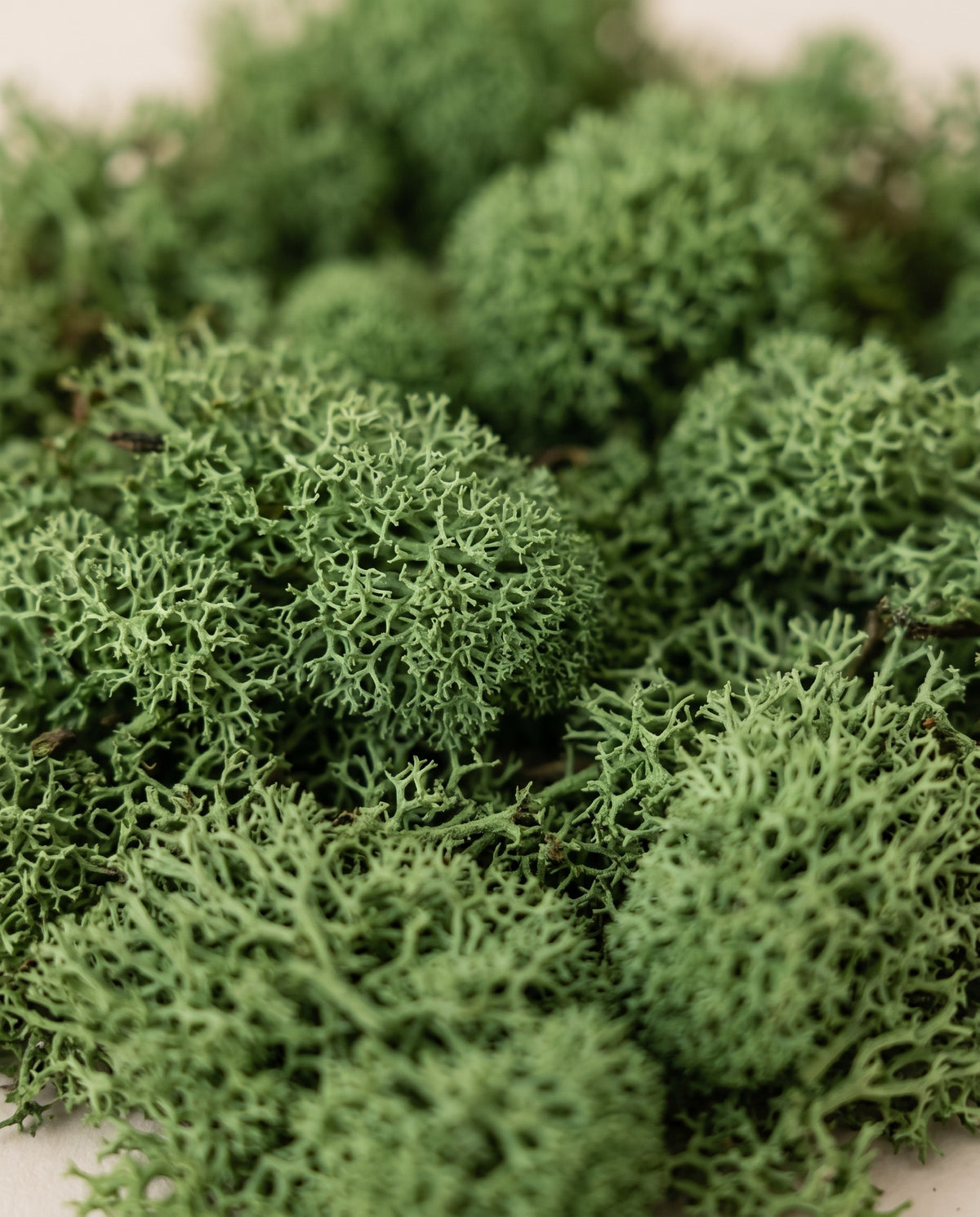 Detalle de cerca de la textura de musgo Icelandic preservado verde.