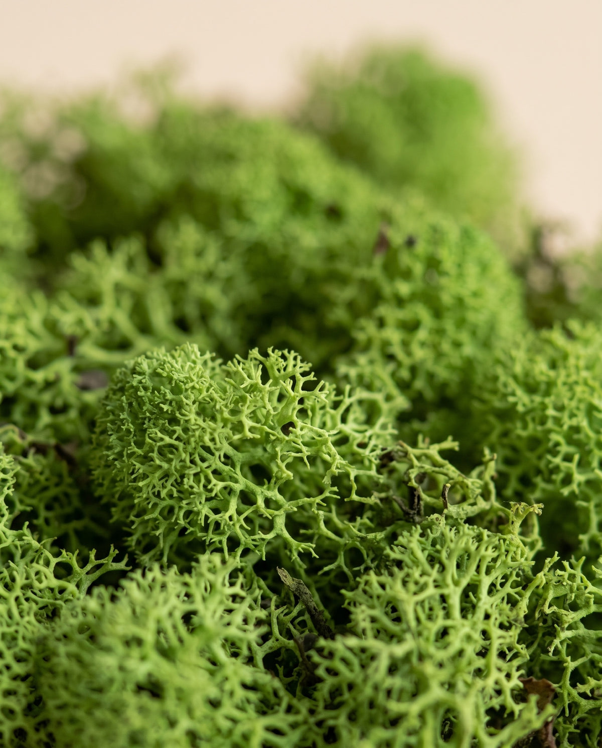Detalle de cerca de la textura de musgo Icelandic preservado verde pistacho.