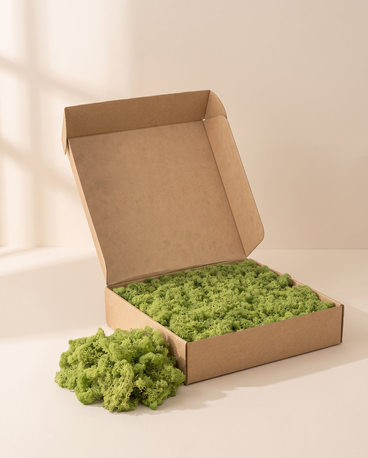 Caixa de musgo Líquen preservado verde-claro, tal como é entregue.