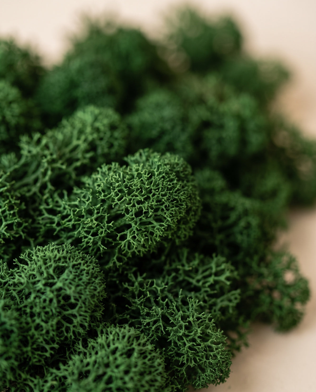 Pormenor da textura de musgo Líquen preservado verde-escuro.