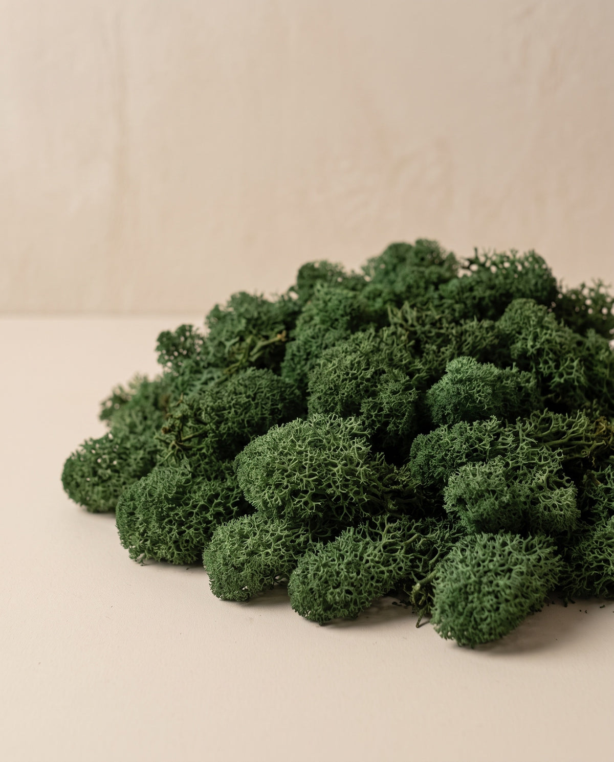 Musgo Líquen preservado verde-escuro, visto de cima sobre fundo creme.