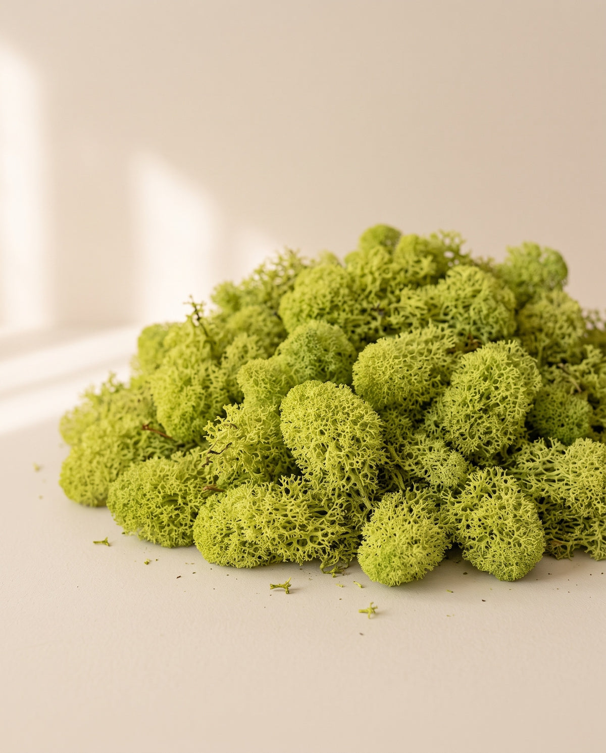 Musgo Líquen preservado verde-pistácio, visto de cima sobre fundo creme.