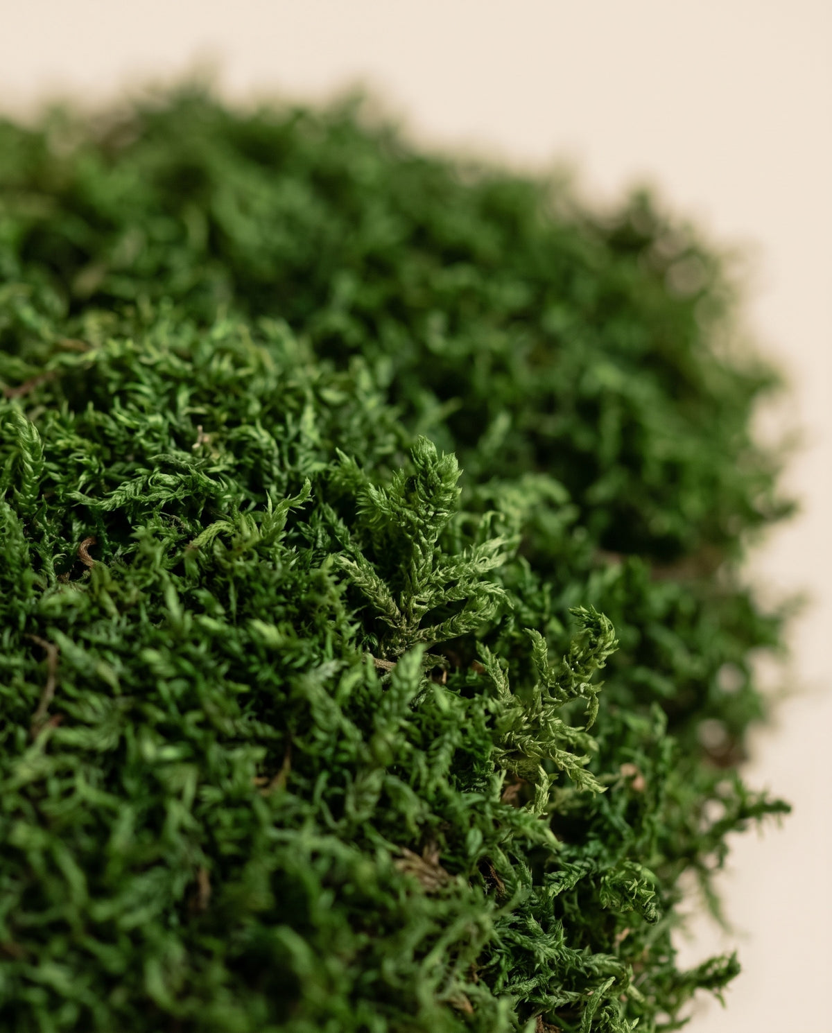 Detalle de cerca de la textura de musgo preservado verde.