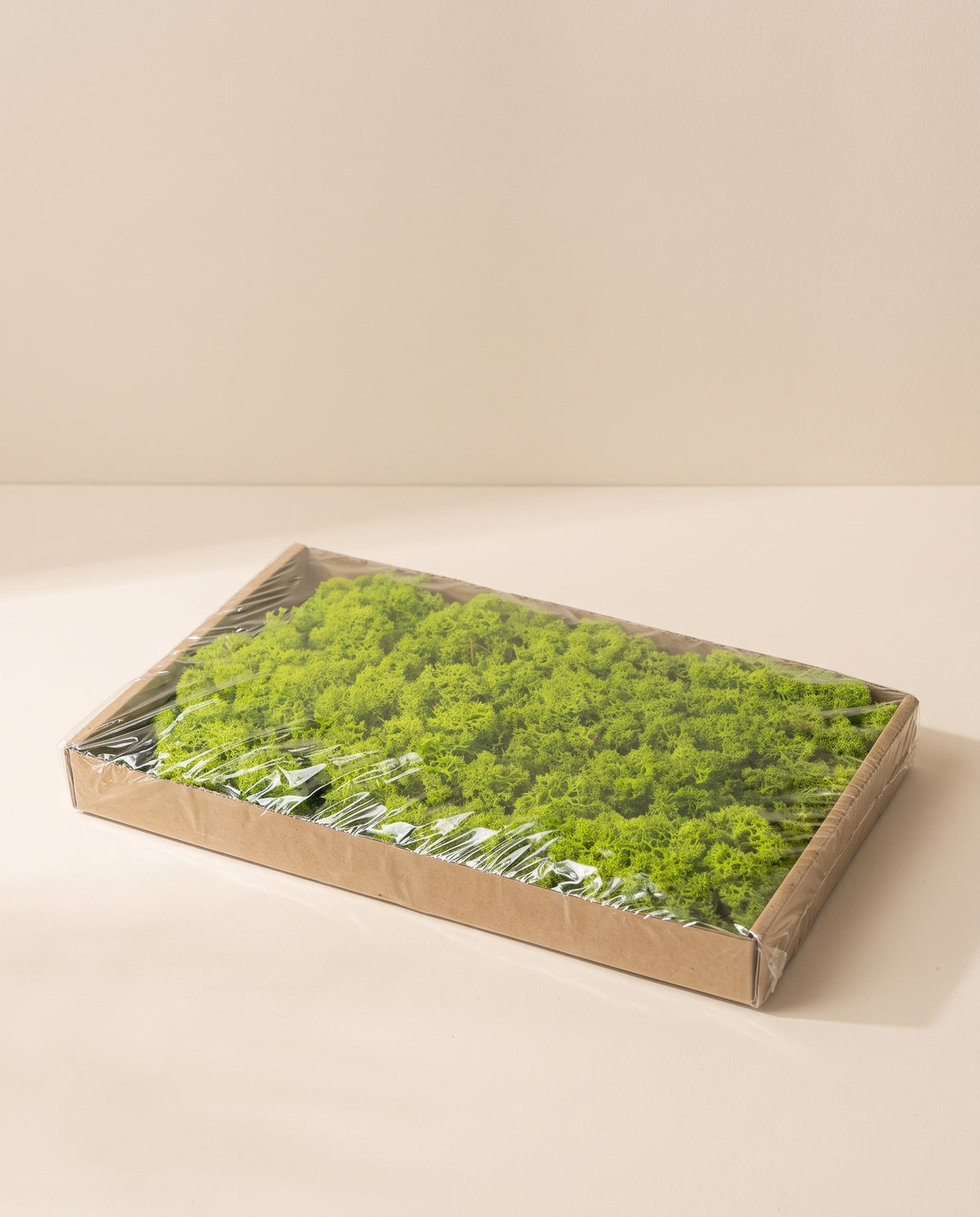 Caja de musgo Reindeer preservado verde, tal como se entrega.