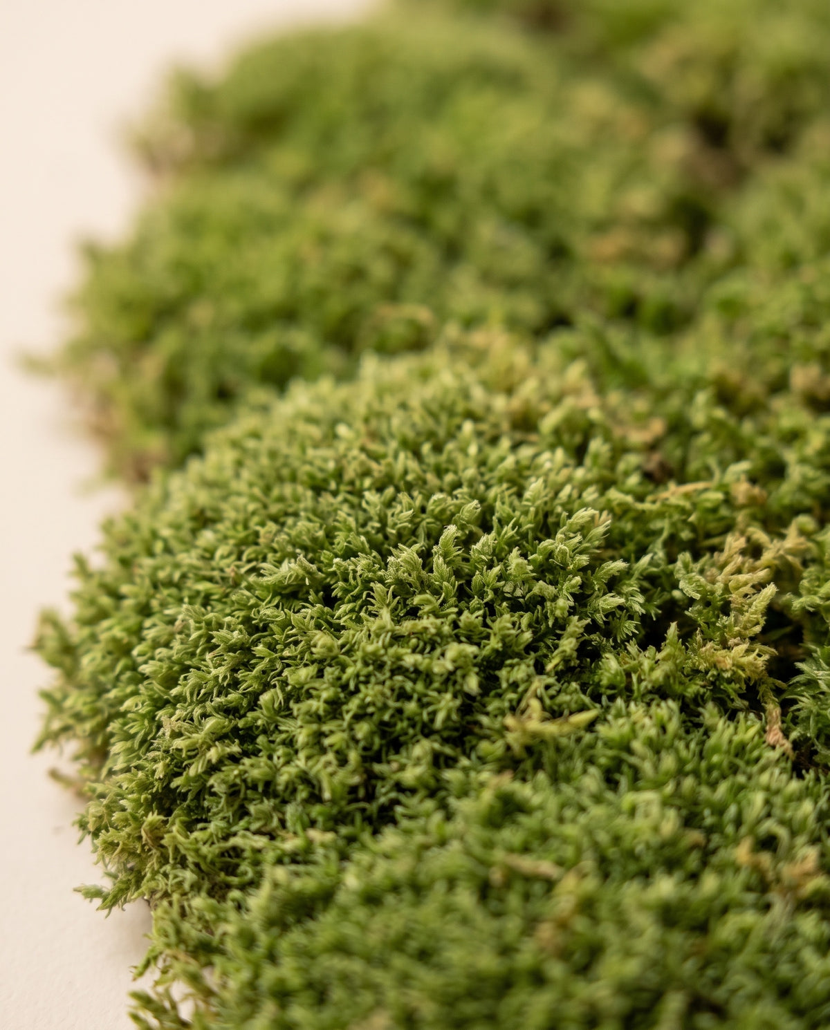 Detalle de cerca de la textura de musgo Roca preservado verde.