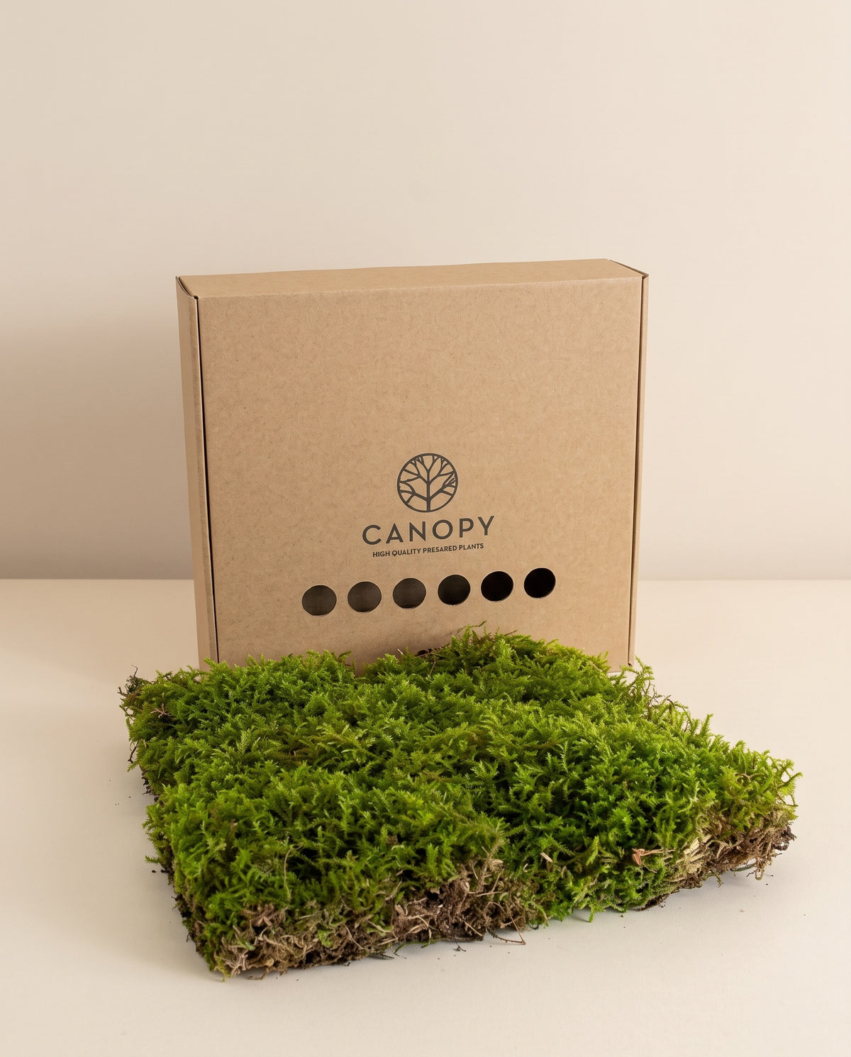 Caixa de musgo Star preservado verde, tal como é entregue.