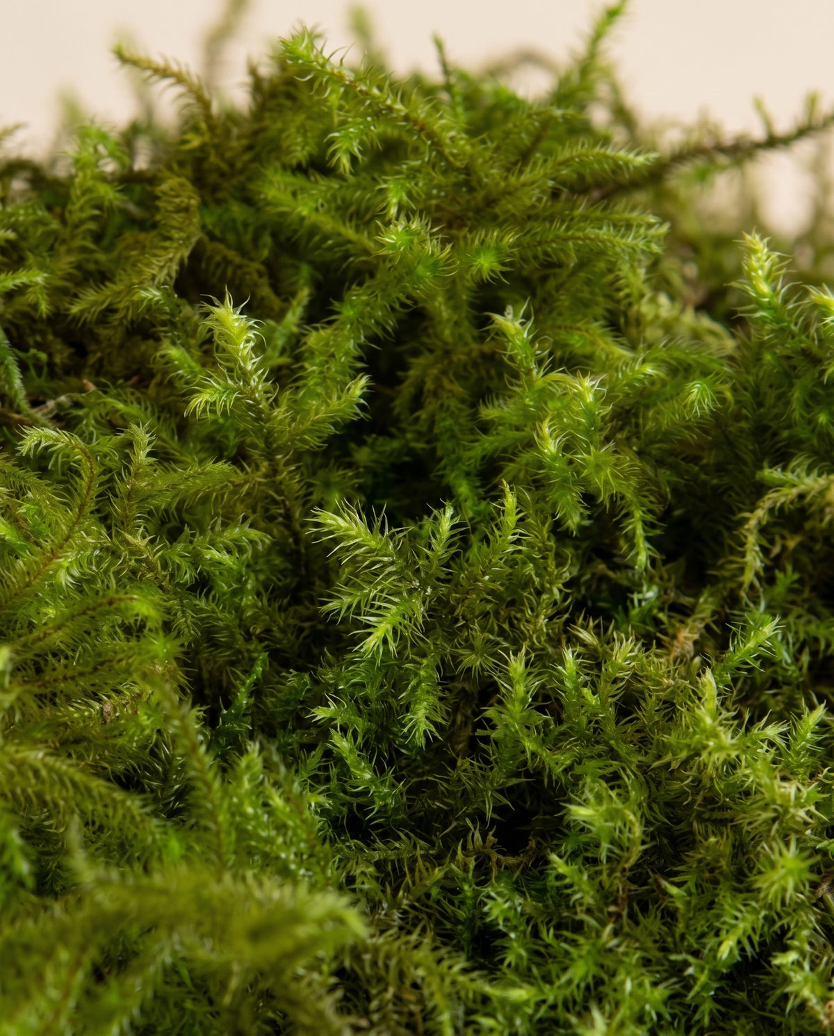 Pormenor da textura de musgo Star preservado verde.