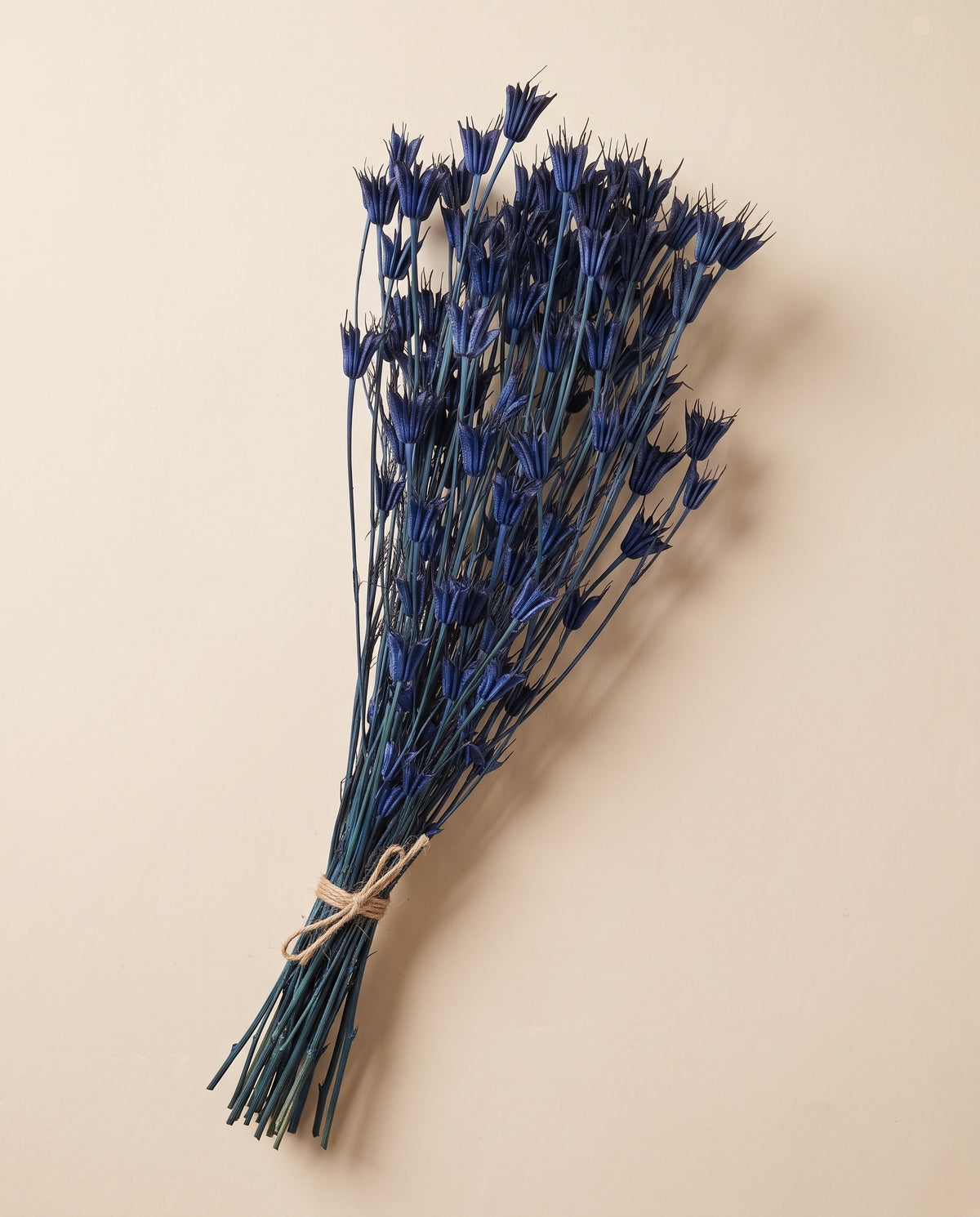 Nigella orientalis seca azul