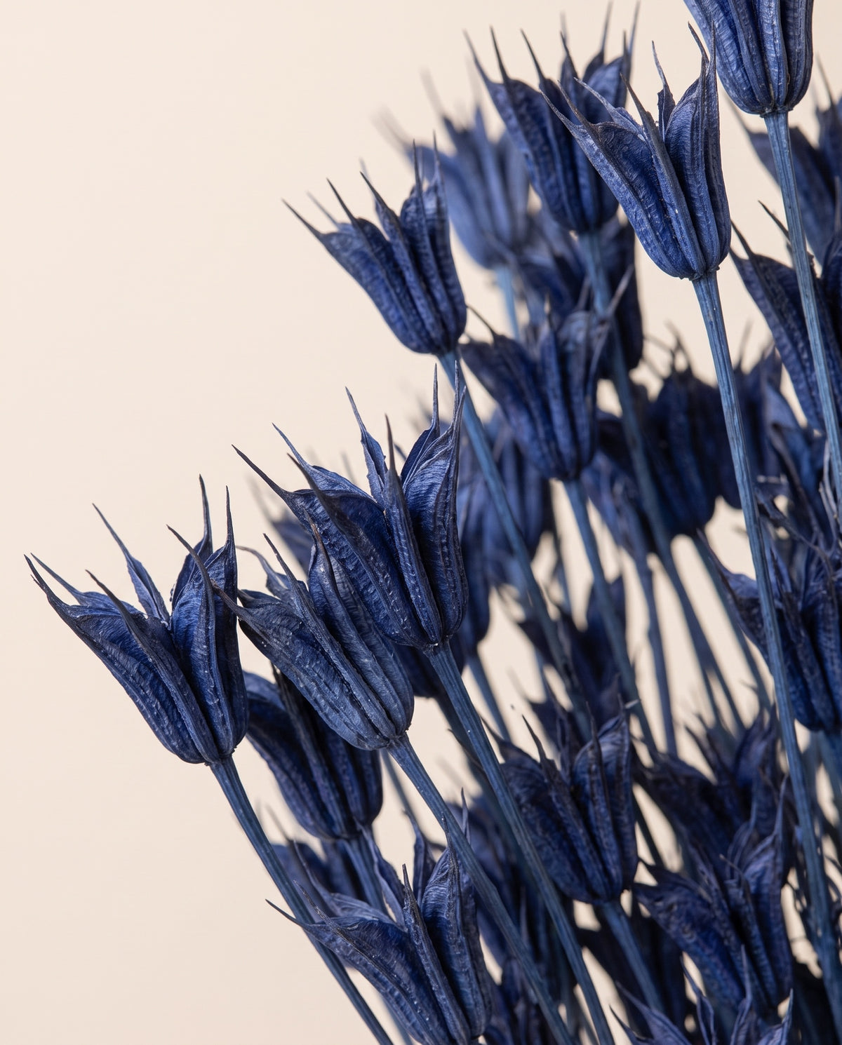 Detalle de cerca de nigella orientalis seca azul.