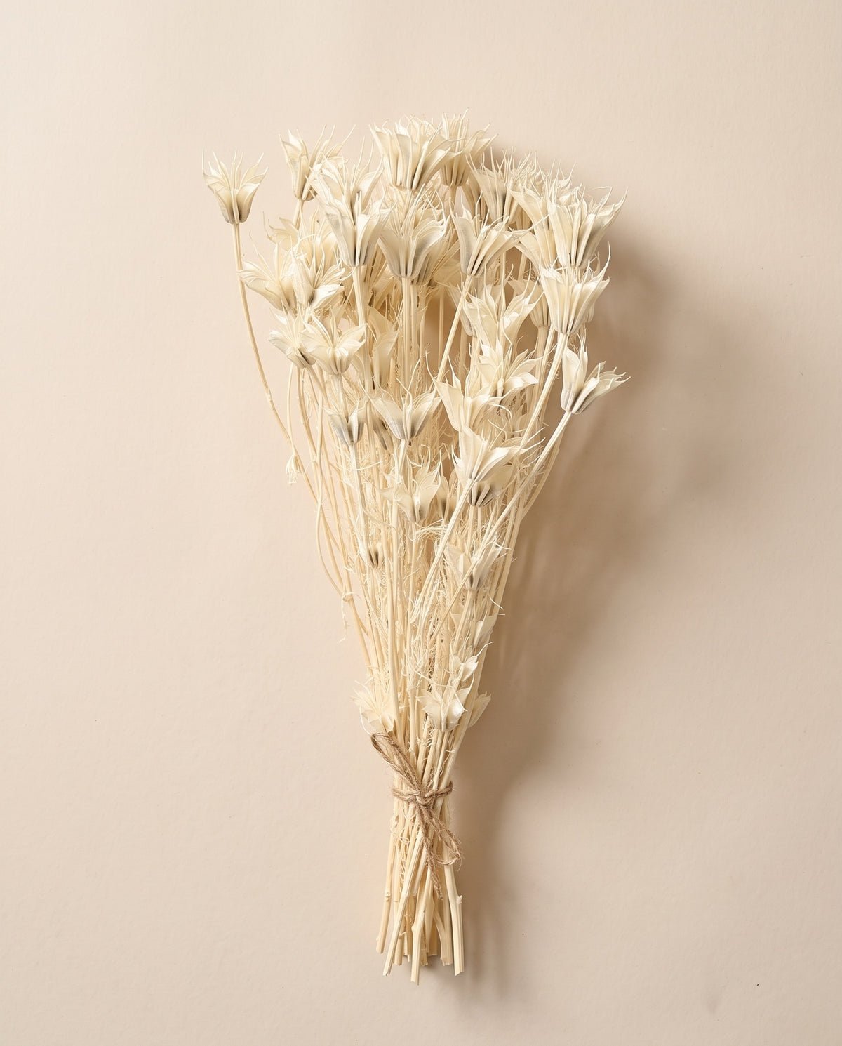 Nigella orientalis seca blanca