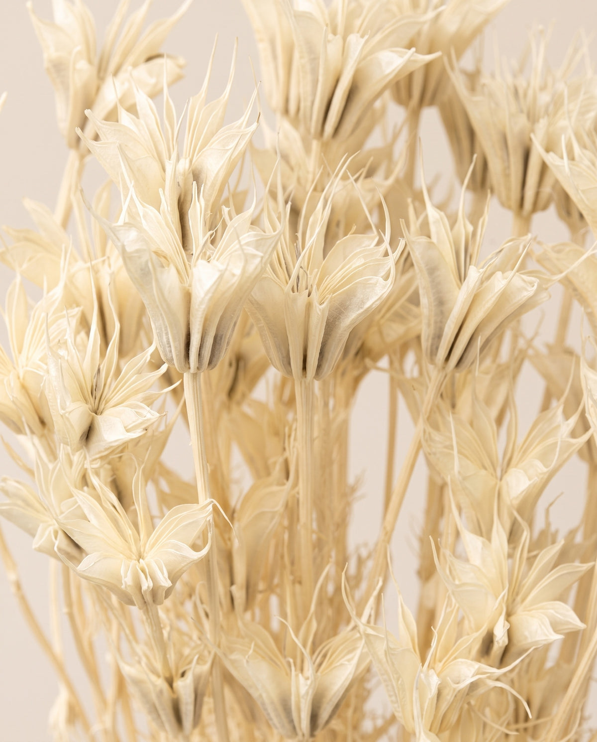 Detalle de cerca de nigella orientalis seca blanca.