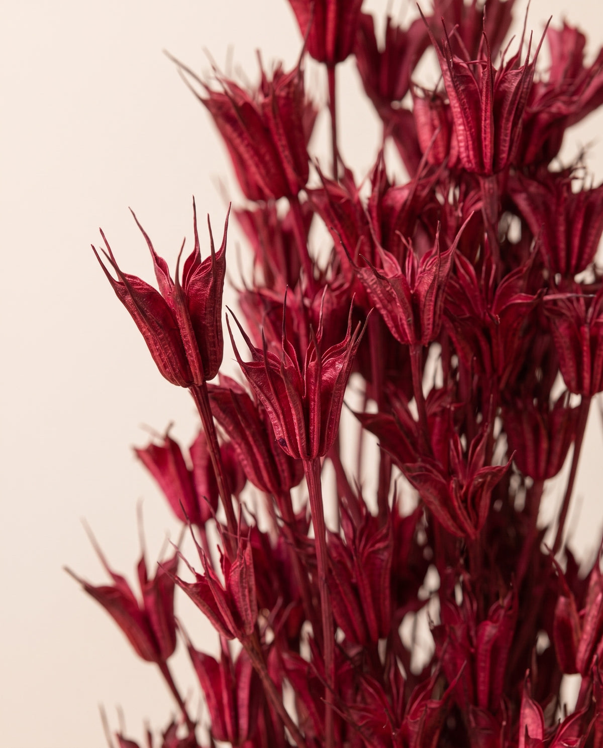 Detalle de cerca de nigella orientalis seca cereza.