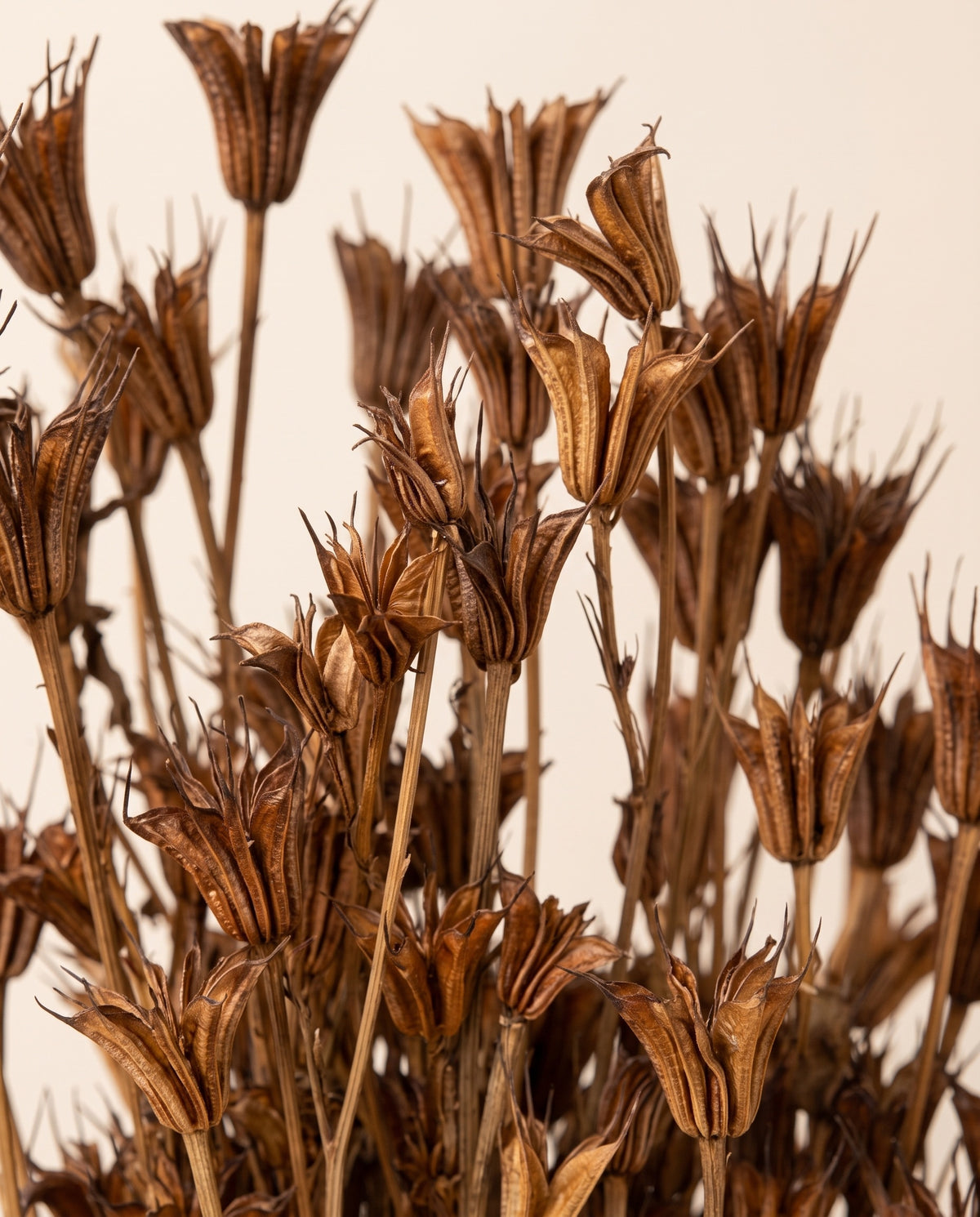 Detalle de cerca de nigella orientalis seca marrón.