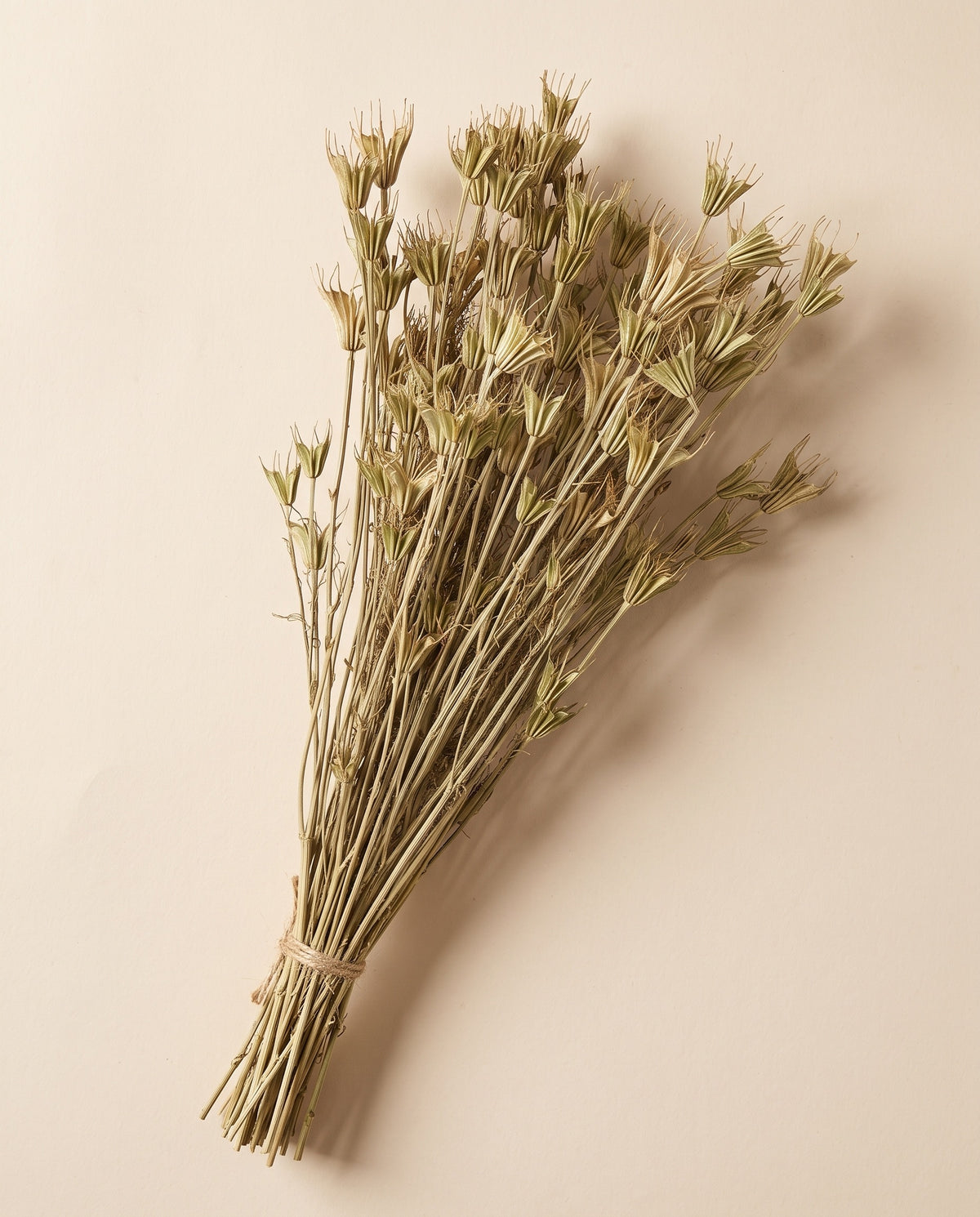 Nigella orientalis seca natural