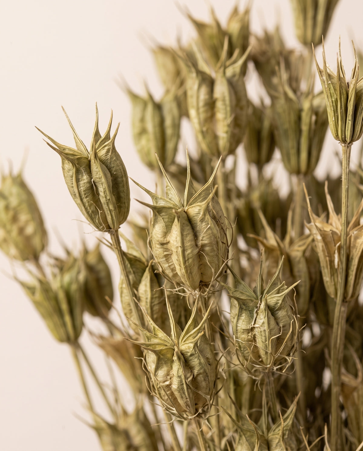Detalle de cerca de nigella orientalis seca natural.