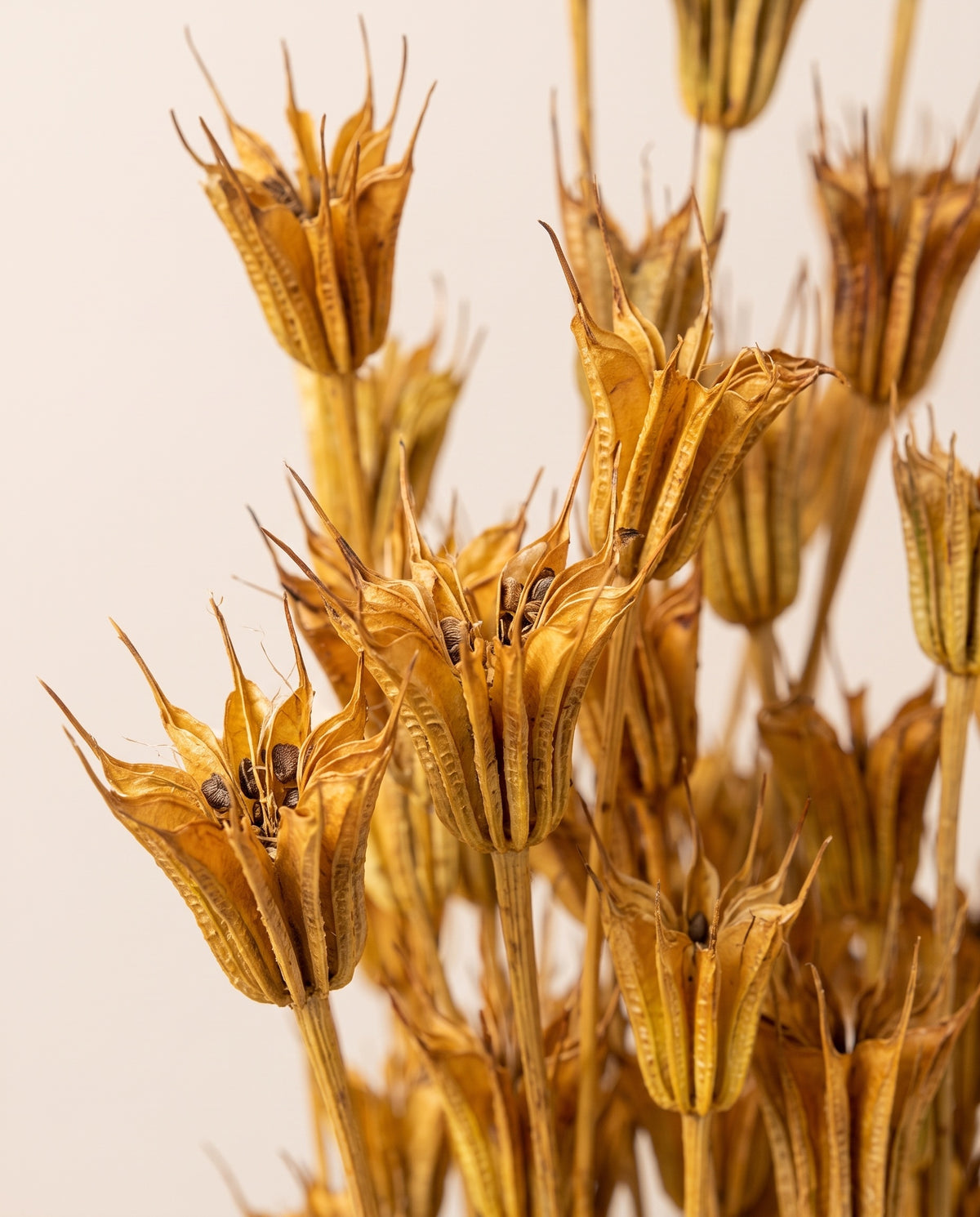 Detalle de cerca de nigella orientalis seca ocre.