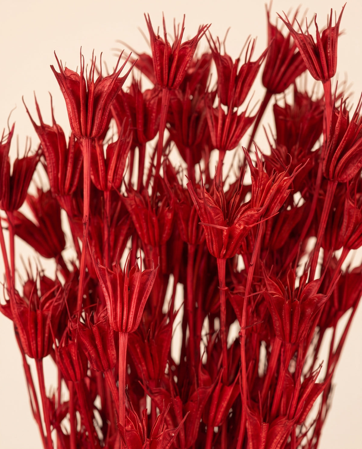 Detalle de cerca de nigella orientalis seca roja.