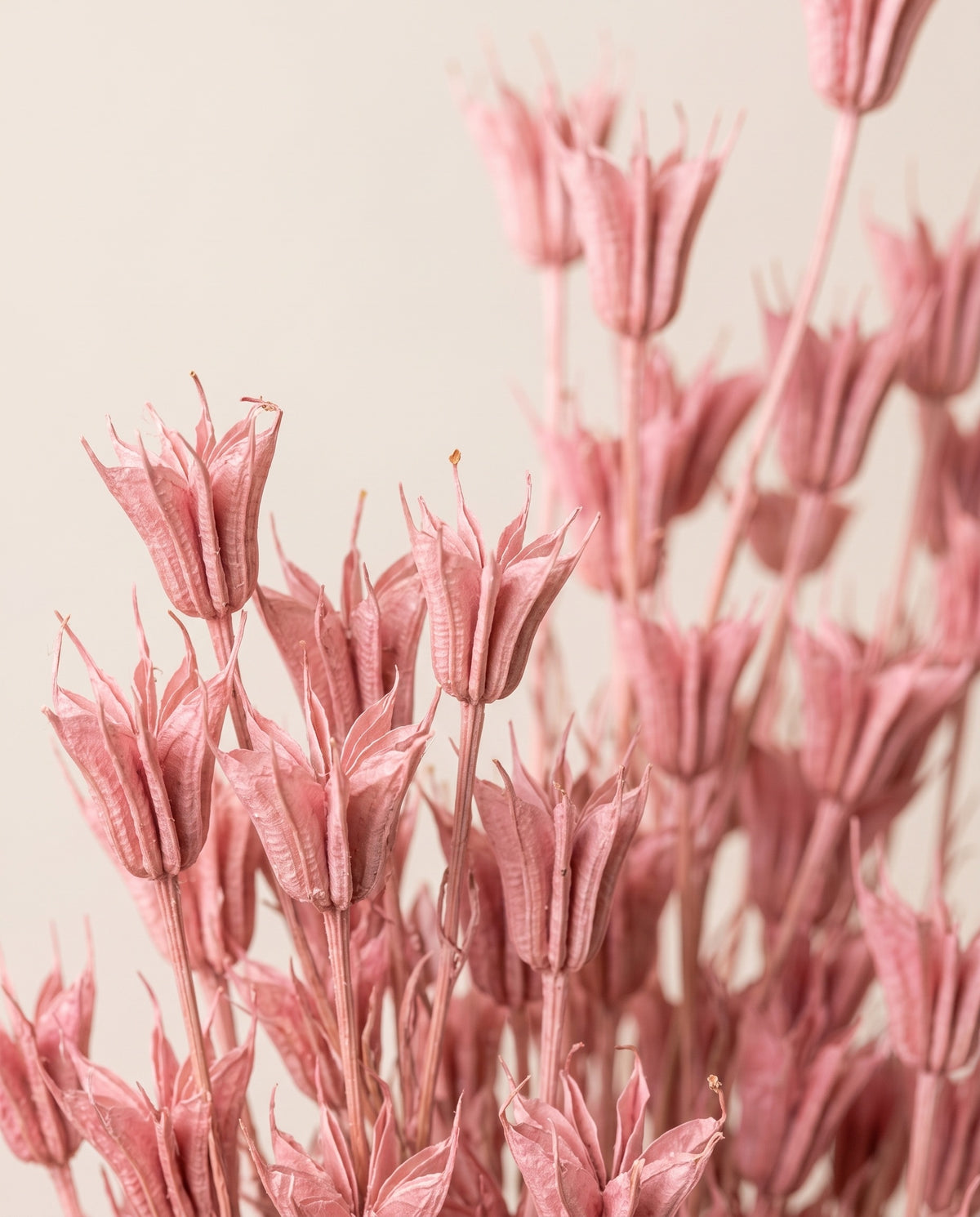 Detalle de cerca de nigella orientalis seca rosa claro.