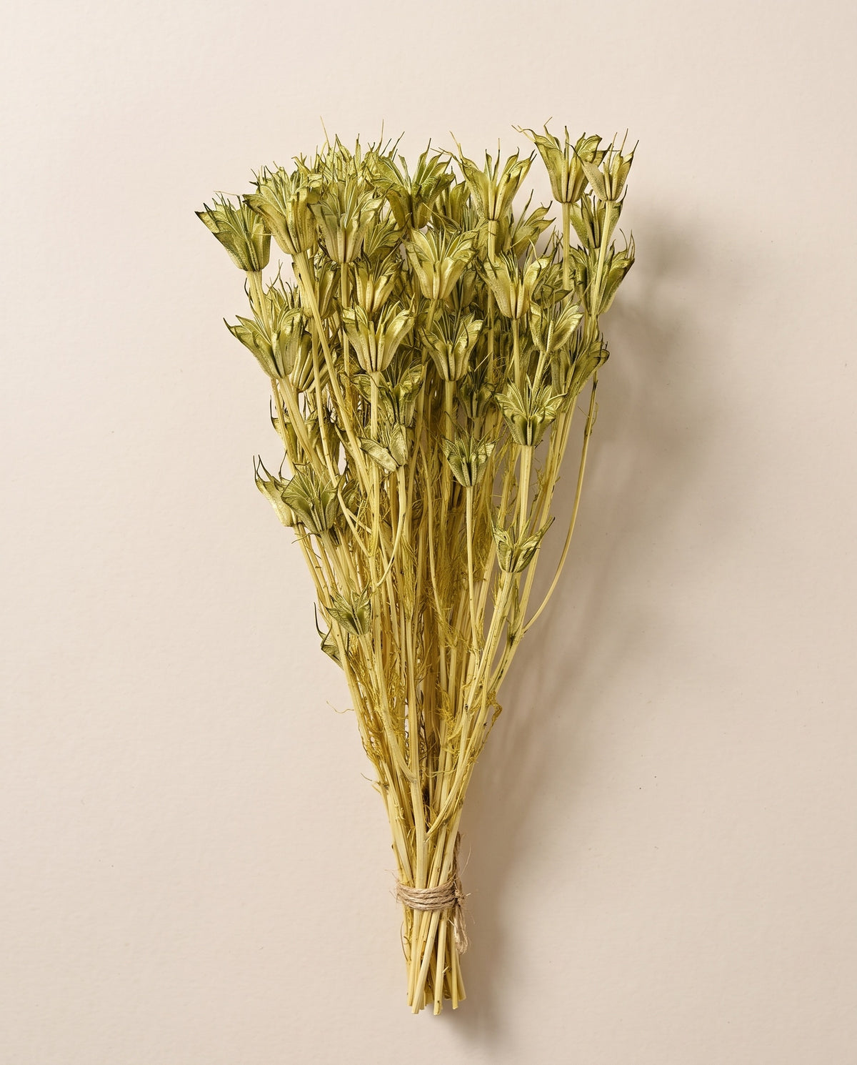 Nigella orientalis seca verde