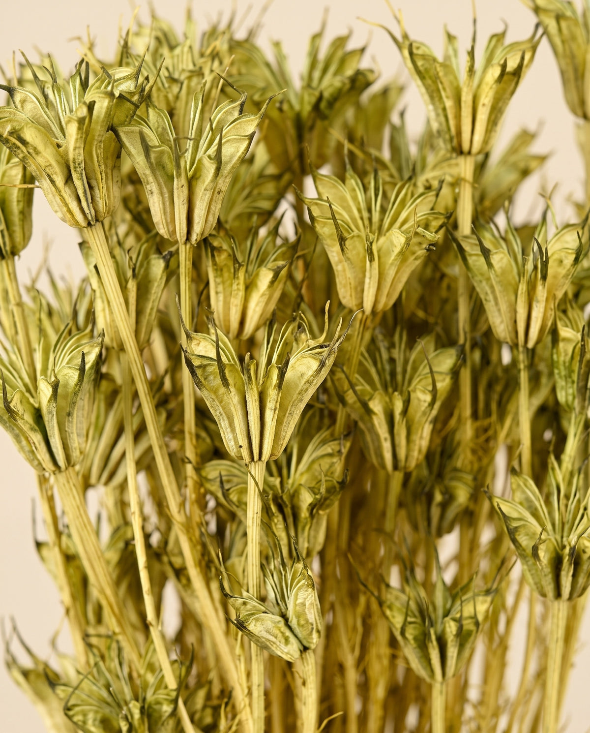 Detalle de cerca de nigella orientalis seca verde.