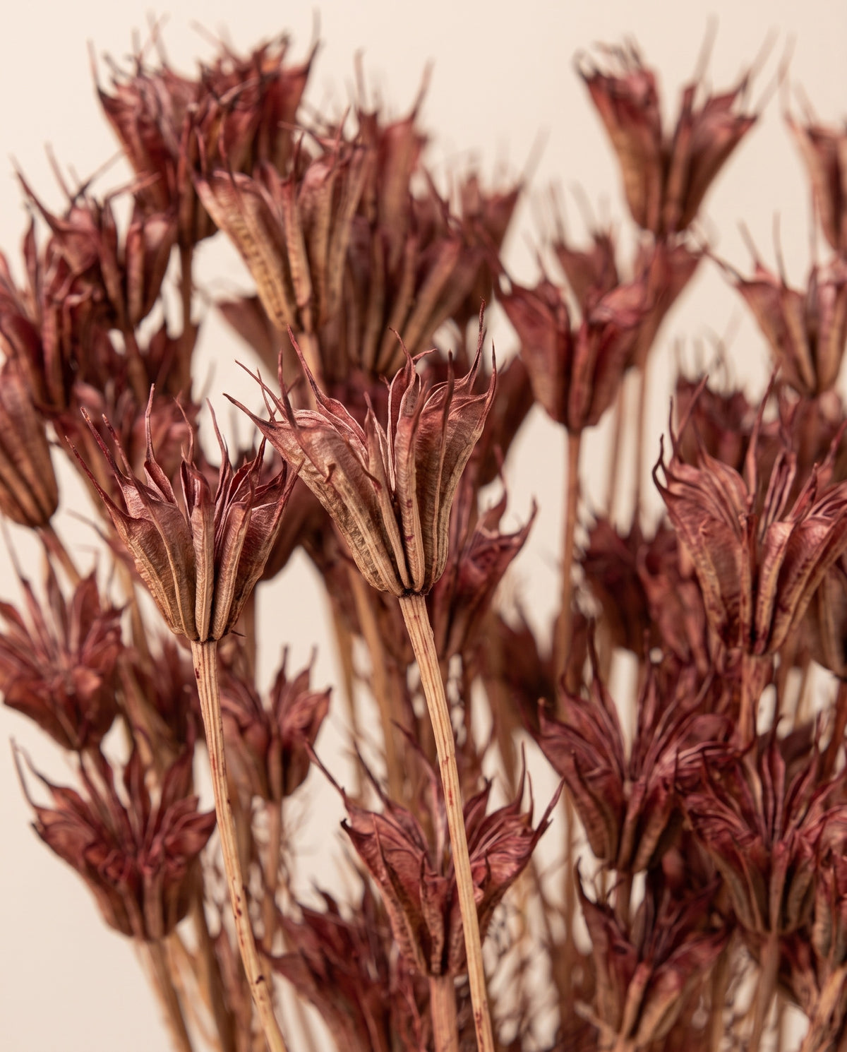 Detalle de cerca de nigella orientalis seca burdeos.